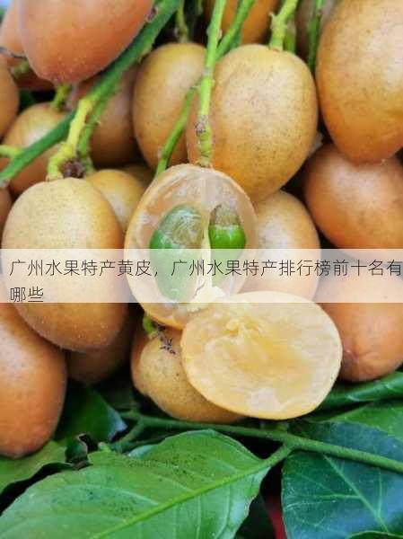 广州水果特产黄皮,广州水果特产排行榜前十名有哪些第2张-蔬菜基地绿色种植产业带 广州水果特产黄皮,广州水果特产排行榜前十名有哪些