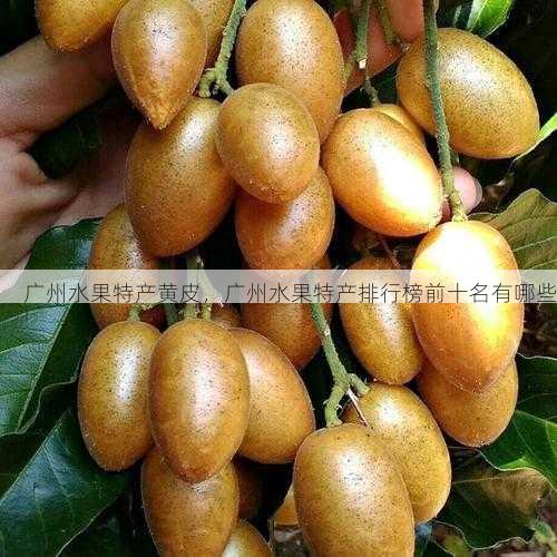 广州水果特产黄皮,广州水果特产排行榜前十名有哪些第1张-蔬菜基地绿色种植产业带 广州水果特产黄皮,广州水果特产排行榜前十名有哪些