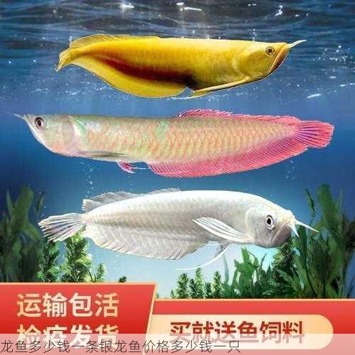 龙鱼多少钱一条银龙鱼价格多少钱一只第1张-蔬菜基地绿色种植产业带 龙鱼多少钱一条银龙鱼价格多少钱一只