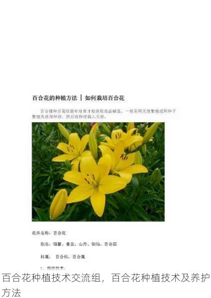 百合花种植技术交流组,百合花种植技术及养护方法第1张-蔬菜基地绿色种植产业带 百合花种植技术交流组,百合花种植技术及养护方法