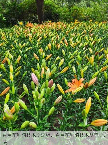 百合花种植技术交流组,百合花种植技术及养护方法第2张-蔬菜基地绿色种植产业带 百合花种植技术交流组,百合花种植技术及养护方法