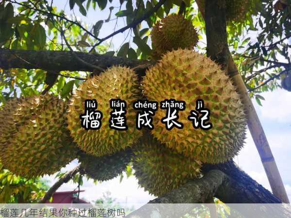 榴莲几年结果你种过榴莲树吗第1张-蔬菜基地绿色种植产业带 榴莲几年结果你种过榴莲树吗