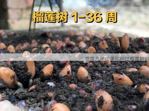 榴莲几年结果你种过榴莲树吗第2张-蔬菜基地绿色种植产业带 榴莲几年结果你种过榴莲树吗