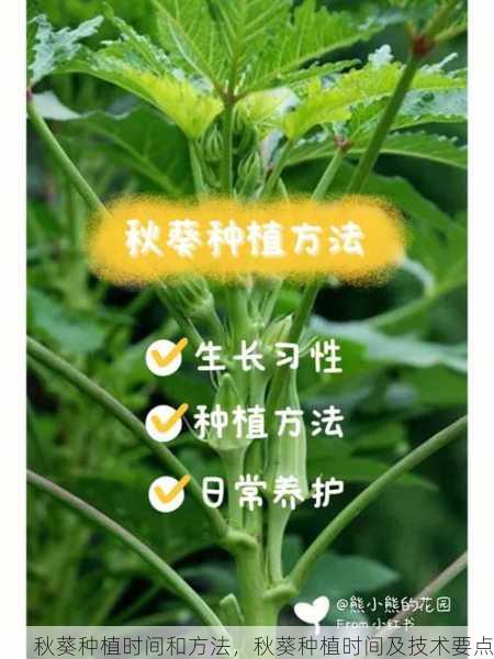 秋葵种植时间和方法，秋葵种植时间及技术要点第1张-蔬菜基地绿色种植产业带