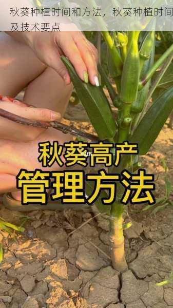 秋葵种植时间和方法，秋葵种植时间及技术要点第2张-蔬菜基地绿色种植产业带