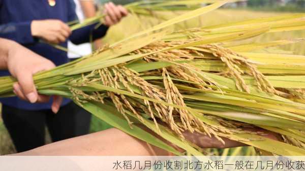 水稻几月份收割北方水稻一般在几月份收获第2张-蔬菜基地绿色种植产业带 水稻几月份收割北方水稻一般在几月份收获