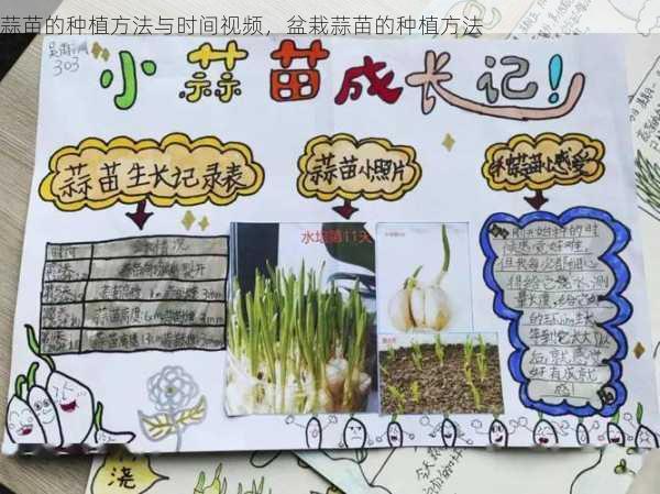 蒜苗的种植方法与时间视频,盆栽蒜苗的种植方法第2张-蔬菜基地绿色种植产业带 蒜苗的种植方法与时间视频,盆栽蒜苗的种植方法