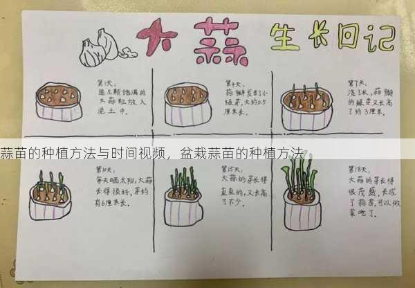 蒜苗的种植方法与时间视频,盆栽蒜苗的种植方法第1张-蔬菜基地绿色种植产业带 蒜苗的种植方法与时间视频,盆栽蒜苗的种植方法