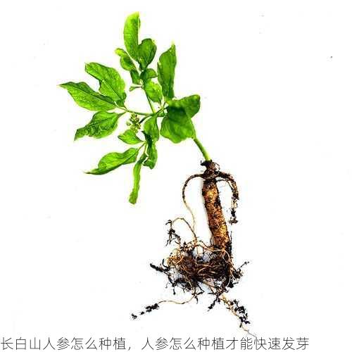 长白山人参怎么种植,人参怎么种植才能快速发芽第1张-蔬菜基地绿色种植产业带 长白山人参怎么种植,人参怎么种植才能快速发芽
