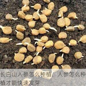长白山人参怎么种植,人参怎么种植才能快速发芽第2张-蔬菜基地绿色种植产业带 长白山人参怎么种植,人参怎么种植才能快速发芽