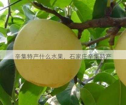 辛集特产什么水果,石家庄辛集特产第1张-蔬菜基地绿色种植产业带 辛集特产什么水果,石家庄辛集特产