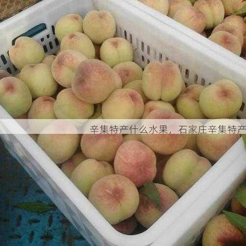 辛集特产什么水果,石家庄辛集特产第2张-蔬菜基地绿色种植产业带 辛集特产什么水果,石家庄辛集特产
