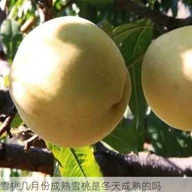 雪桃几月份成熟雪桃是冬天成熟的吗第2张-蔬菜基地绿色种植产业带 雪桃几月份成熟雪桃是冬天成熟的吗