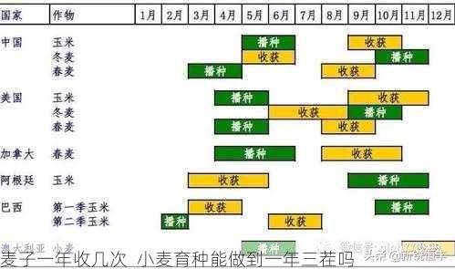 麦子一年收几次 小麦育种能做到一年三茬吗第1张-蔬菜基地绿色种植产业带 麦子一年收几次 小麦育种能做到一年三茬吗