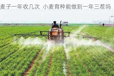 麦子一年收几次 小麦育种能做到一年三茬吗第2张-蔬菜基地绿色种植产业带 麦子一年收几次 小麦育种能做到一年三茬吗