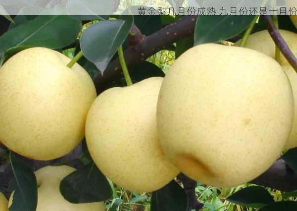 黄金梨几月份成熟 九月份还是十月份第2张-蔬菜基地绿色种植产业带 黄金梨几月份成熟 九月份还是十月份