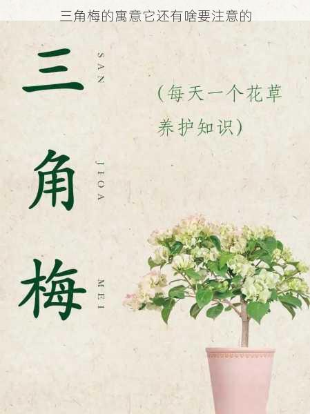 三角梅的寓意它还有啥要注意的第1张-蔬菜基地绿色种植产业带 三角梅的寓意它还有啥要注意的