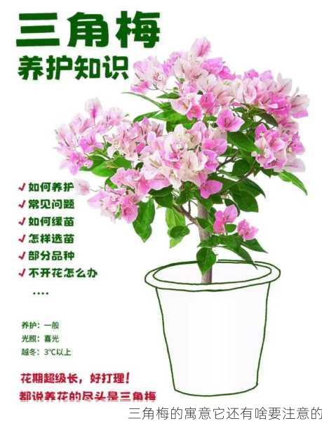三角梅的寓意它还有啥要注意的第2张-蔬菜基地绿色种植产业带 三角梅的寓意它还有啥要注意的