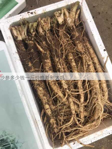 沙参多少钱一斤价格差别大吗第2张-蔬菜基地绿色种植产业带 沙参多少钱一斤价格差别大吗