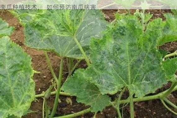 南瓜种植技术, 如何预防南瓜病害第2张-蔬菜基地绿色种植产业带 南瓜种植技术, 如何预防南瓜病害