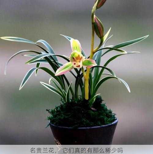 名贵兰花, 它们真的有那么稀少吗第1张-蔬菜基地绿色种植产业带 名贵兰花, 它们真的有那么稀少吗