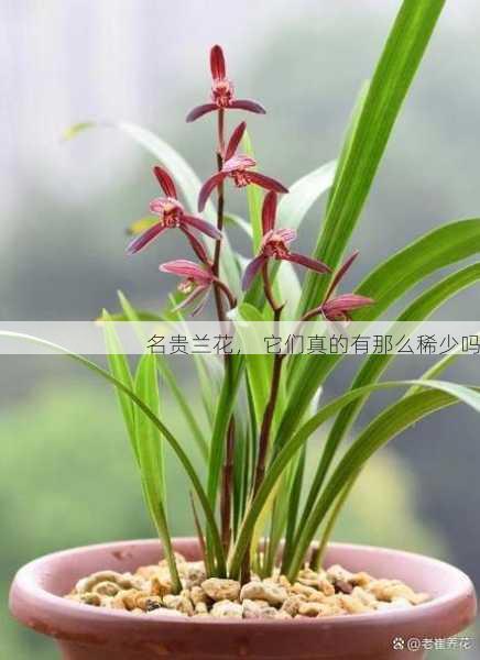 名贵兰花, 它们真的有那么稀少吗第2张-蔬菜基地绿色种植产业带 名贵兰花, 它们真的有那么稀少吗