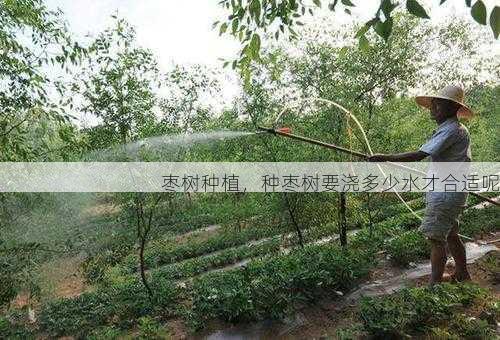 枣树种植,种枣树要浇多少水才合适呢第1张-蔬菜基地绿色种植产业带 枣树种植,种枣树要浇多少水才合适呢