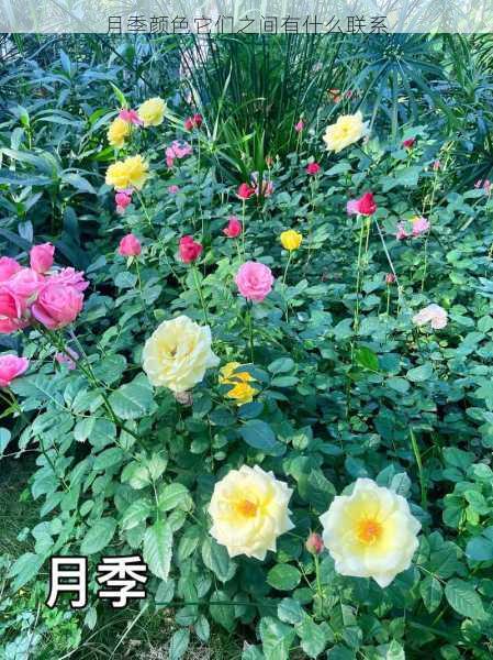 月季颜色它们之间有什么联系第1张-蔬菜基地绿色种植产业带 月季颜色它们之间有什么联系