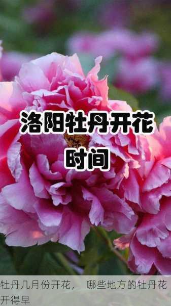 牡丹几月份开花，  哪些地方的牡丹花开得早第1张-蔬菜基地绿色种植产业带