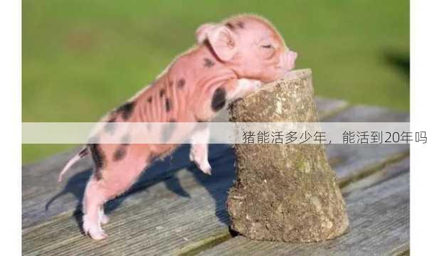 猪能活多少年,能活到20年吗第1张-蔬菜基地绿色种植产业带 猪能活多少年,能活到20年吗