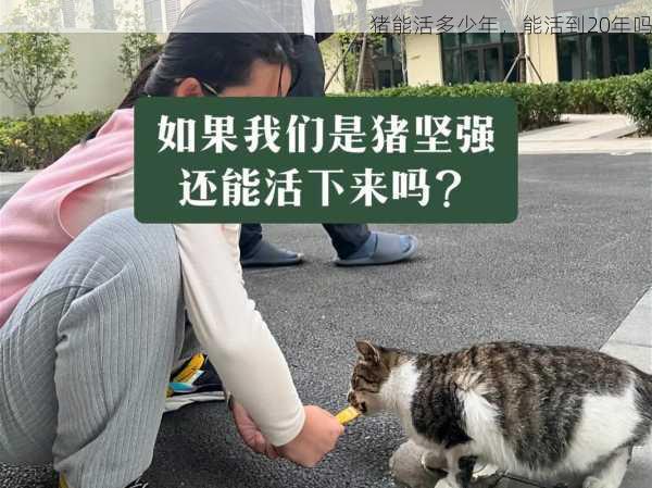 猪能活多少年,能活到20年吗第2张-蔬菜基地绿色种植产业带 猪能活多少年,能活到20年吗