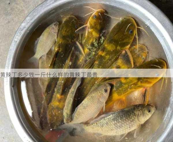 黄辣丁多少钱一斤什么样的黄辣丁最贵第1张-蔬菜基地绿色种植产业带 黄辣丁多少钱一斤什么样的黄辣丁最贵