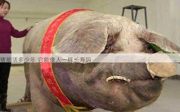 猪能活多少年 它能像人一样长寿吗第1张-蔬菜基地绿色种植产业带