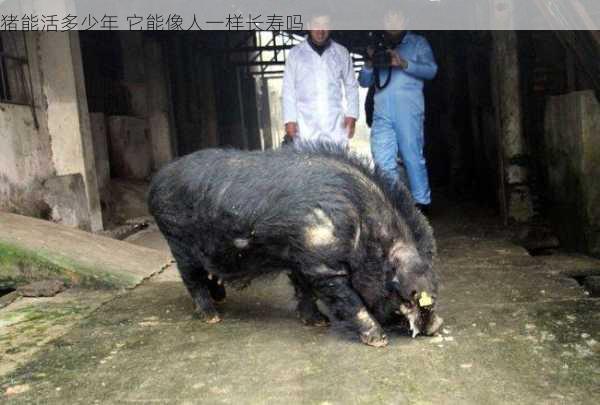 猪能活多少年 它能像人一样长寿吗第2张-蔬菜基地绿色种植产业带