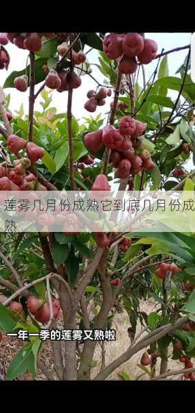 莲雾几月份成熟它到底几月份成熟第1张-蔬菜基地绿色种植产业带 莲雾几月份成熟它到底几月份成熟