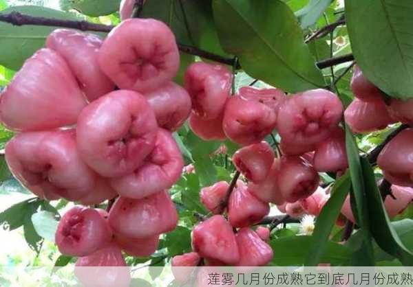 莲雾几月份成熟它到底几月份成熟第2张-蔬菜基地绿色种植产业带 莲雾几月份成熟它到底几月份成熟