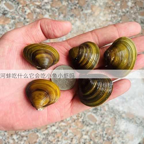河蚌吃什么它会吃小鱼小虾吗第2张-蔬菜基地绿色种植产业带 河蚌吃什么它会吃小鱼小虾吗