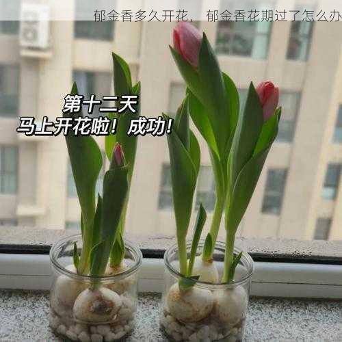 郁金香多久开花， 郁金香花期过了怎么办第1张-蔬菜基地绿色种植产业带