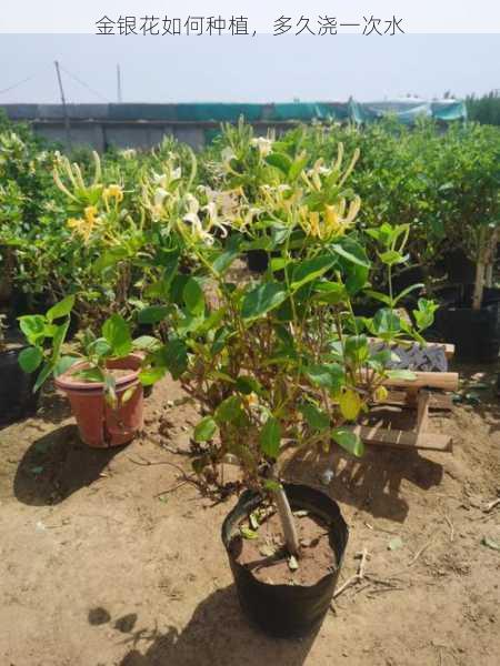 金银花如何种植,多久浇一次水第2张-蔬菜基地绿色种植产业带 金银花如何种植,多久浇一次水