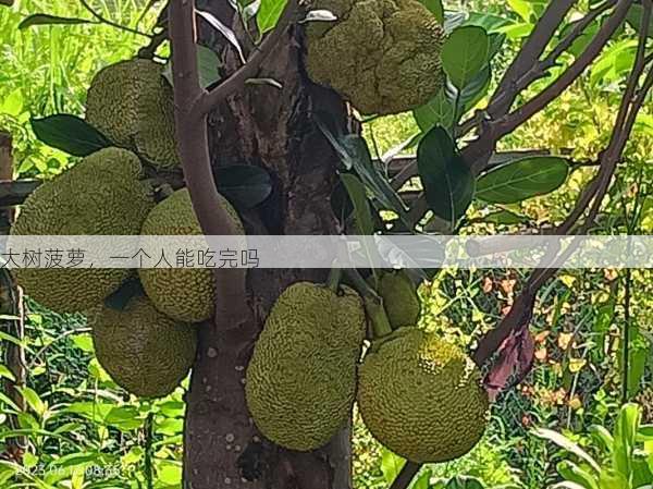 大树菠萝,一个人能吃完吗第2张-蔬菜基地绿色种植产业带 大树菠萝,一个人能吃完吗