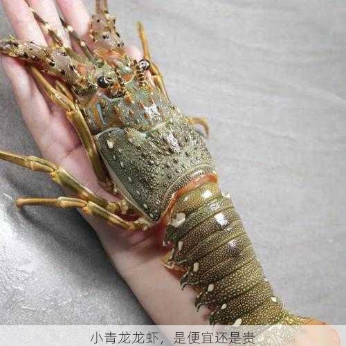 小青龙龙虾,是便宜还是贵第1张-蔬菜基地绿色种植产业带 小青龙龙虾,是便宜还是贵