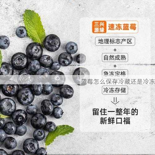 蓝莓怎么保存冷藏还是冷冻第1张-蔬菜基地绿色种植产业带 蓝莓怎么保存冷藏还是冷冻