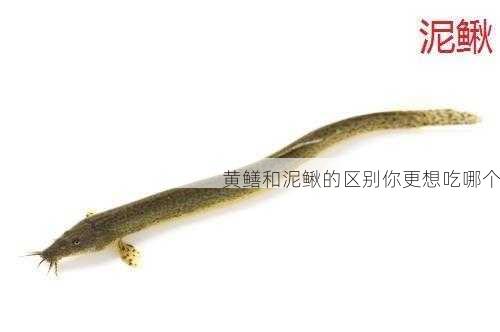 黄鳝和泥鳅的区别你更想吃哪个第1张-蔬菜基地绿色种植产业带 黄鳝和泥鳅的区别你更想吃哪个