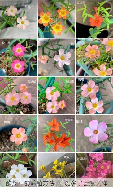 酢浆草的养殖方法, 浇多了会怎么样第2张-蔬菜基地绿色种植产业带 酢浆草的养殖方法, 浇多了会怎么样