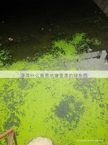 浮萍什么意思池塘里漂的绿东西第1张-蔬菜基地绿色种植产业带 浮萍什么意思池塘里漂的绿东西