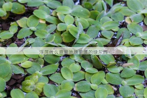 浮萍什么意思池塘里漂的绿东西第2张-蔬菜基地绿色种植产业带 浮萍什么意思池塘里漂的绿东西