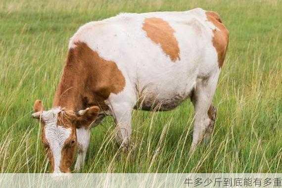 牛多少斤到底能有多重第1张-蔬菜基地绿色种植产业带 牛多少斤到底能有多重