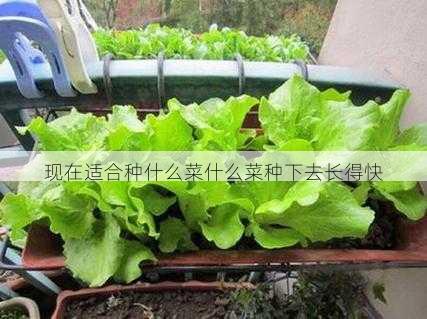 现在适合种什么菜什么菜种下去长得快第2张-蔬菜基地绿色种植产业带