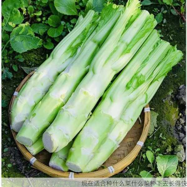 现在适合种什么菜什么菜种下去长得快第1张-蔬菜基地绿色种植产业带