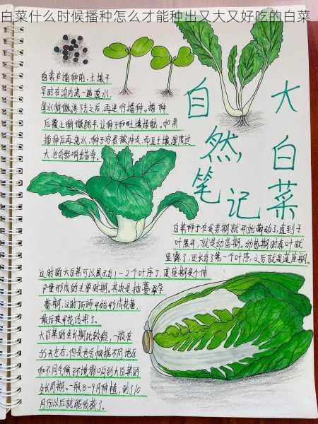 白菜什么时候播种怎么才能种出又大又好吃的白菜第1张-蔬菜基地绿色种植产业带 白菜什么时候播种怎么才能种出又大又好吃的白菜